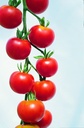 Tomate, Cherry Rouge