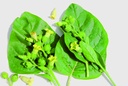 Tabac, Rustique (plante annuelle)