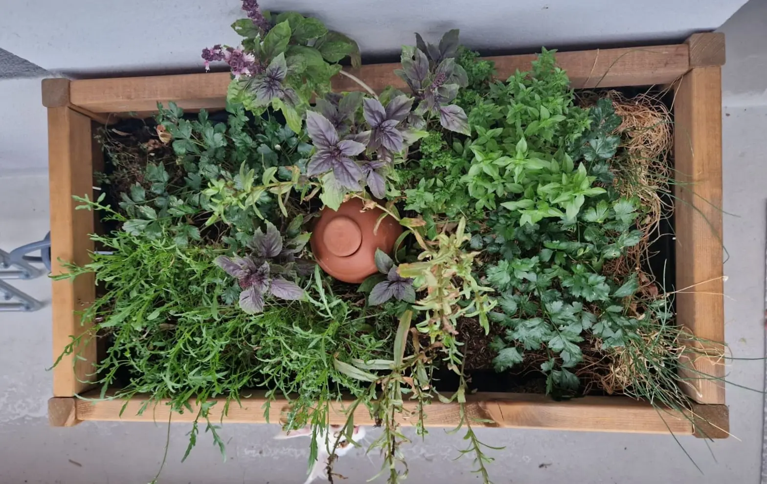 Oya da piantare in una fioriera di erbe aromatiche.