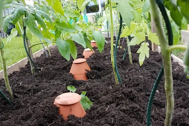 Bewässerung von Tomatenpflanzen mit Oyas.