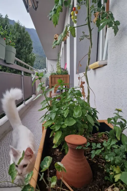Oya for irrigating a balcony planter. Oya for irrigating a balcony planter.