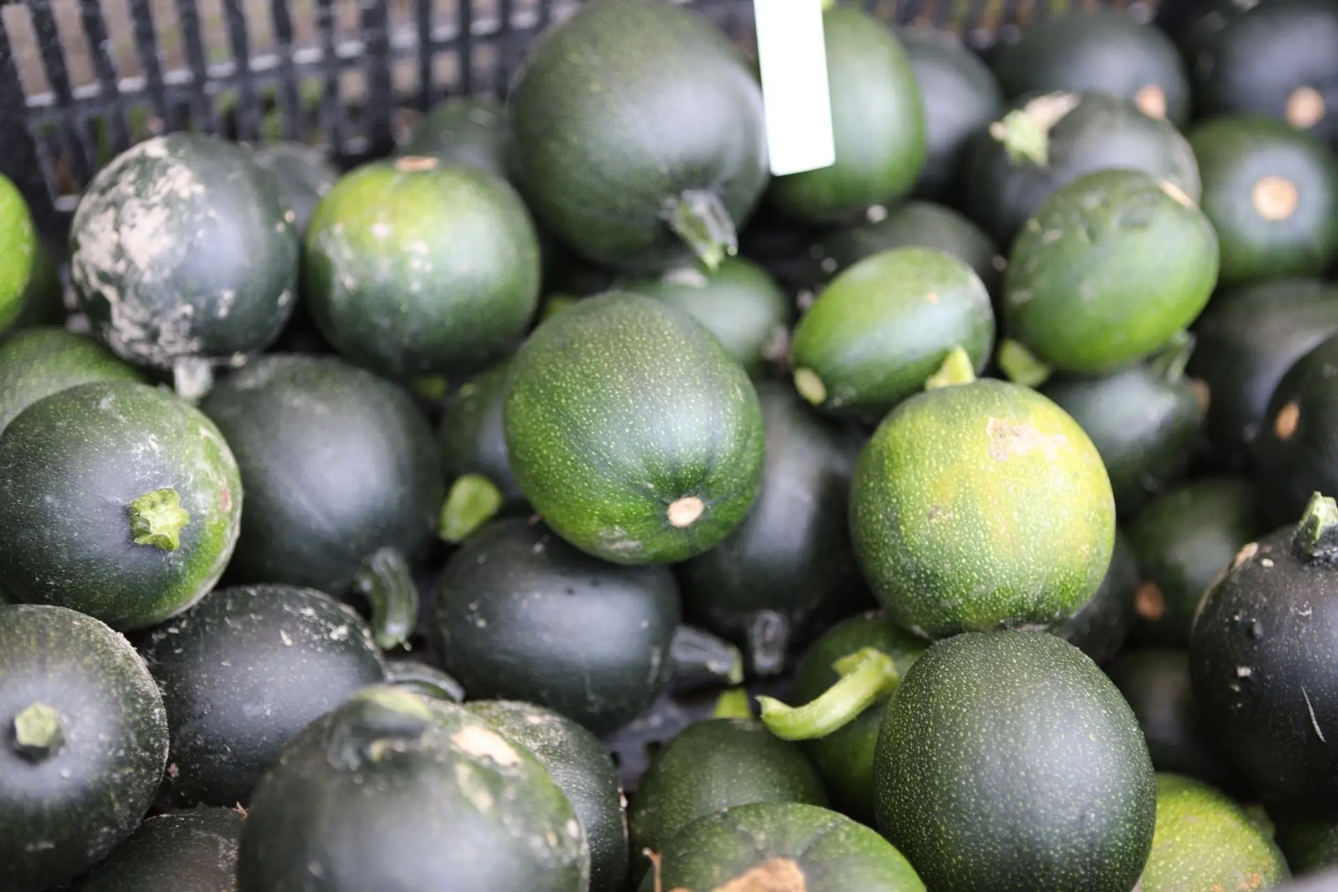 Rondini zucchini. Rondini zucchini.