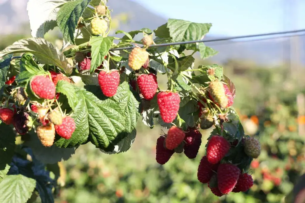 Organic raspberries.