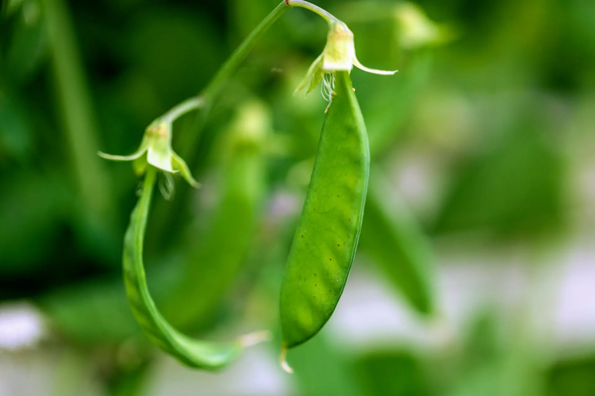 Gousse de Pois Mangetout d'Hiver