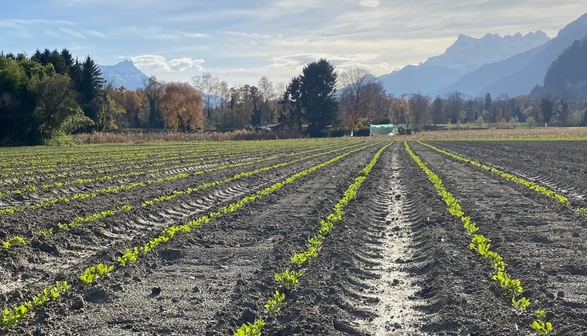 Pois mangetout dans des champs