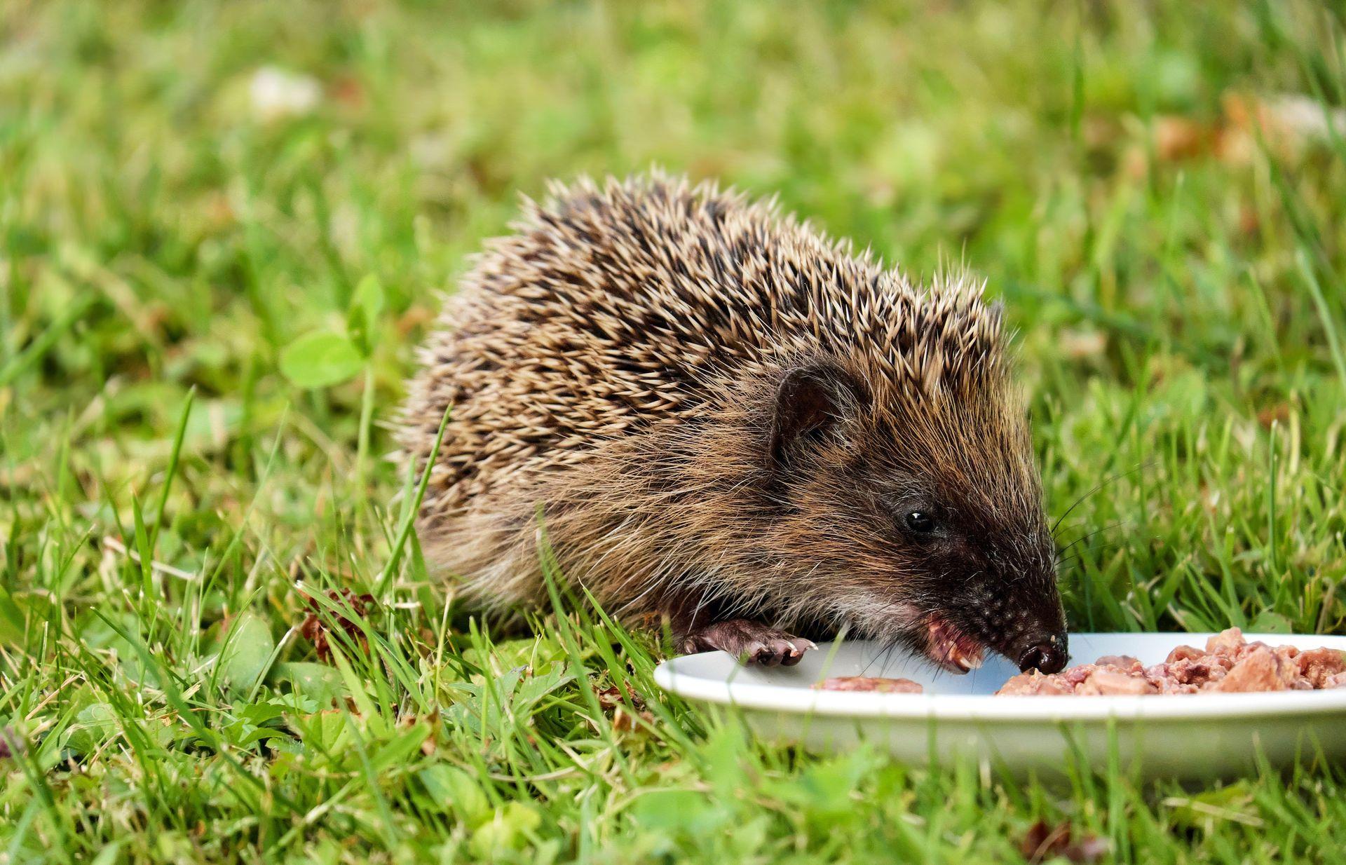 Hérisson en train de manger.