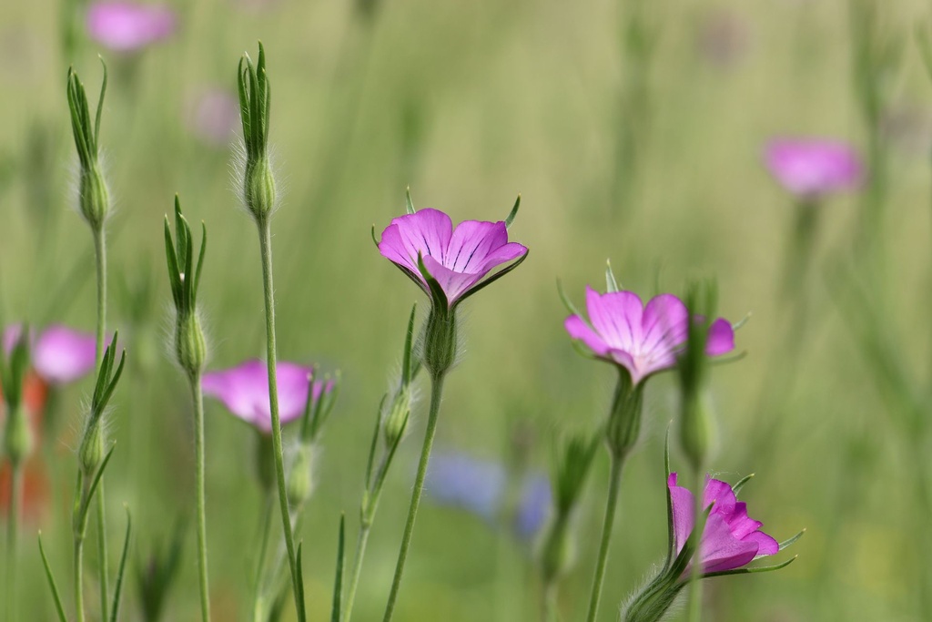 Mélange de Fleurs Indigènes, Merveille Estivale.jpg