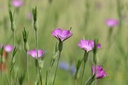 Mélange de Fleurs Indigènes, Merveille Estivale.jpg