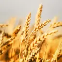 Zollinger Product Photos (3).webp