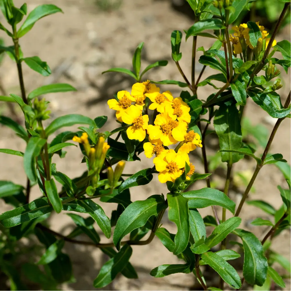 Zollinger Product Photos (1).webp