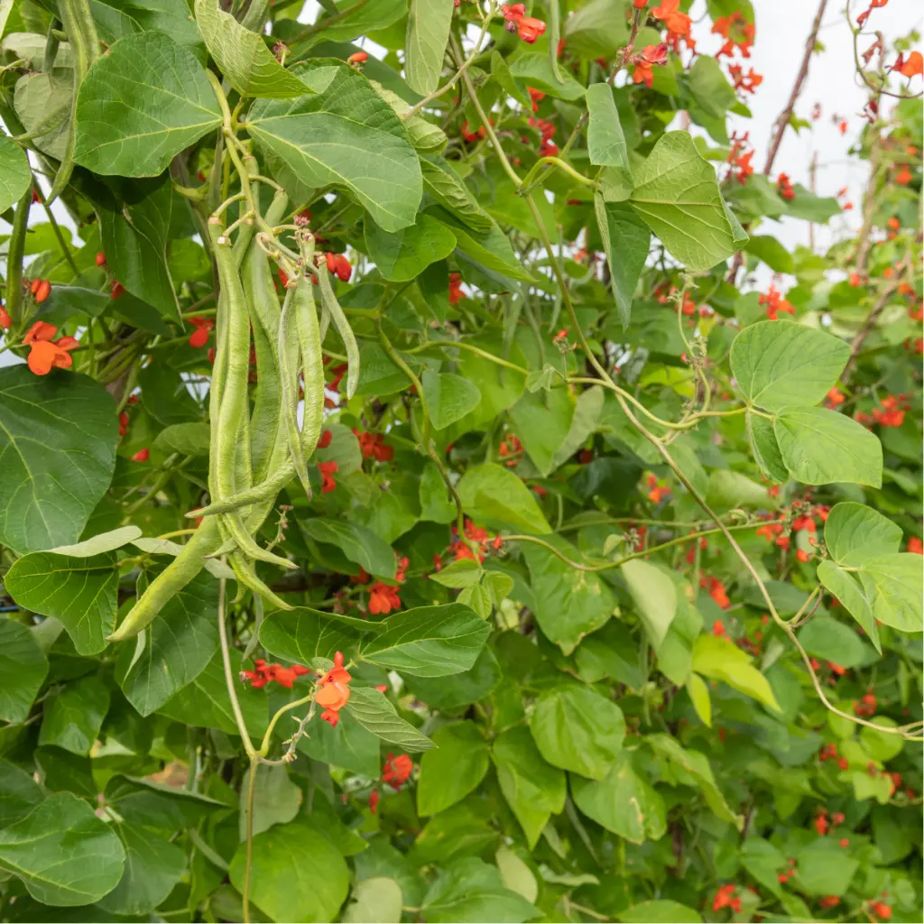 Zollinger Product Photos (1).webp