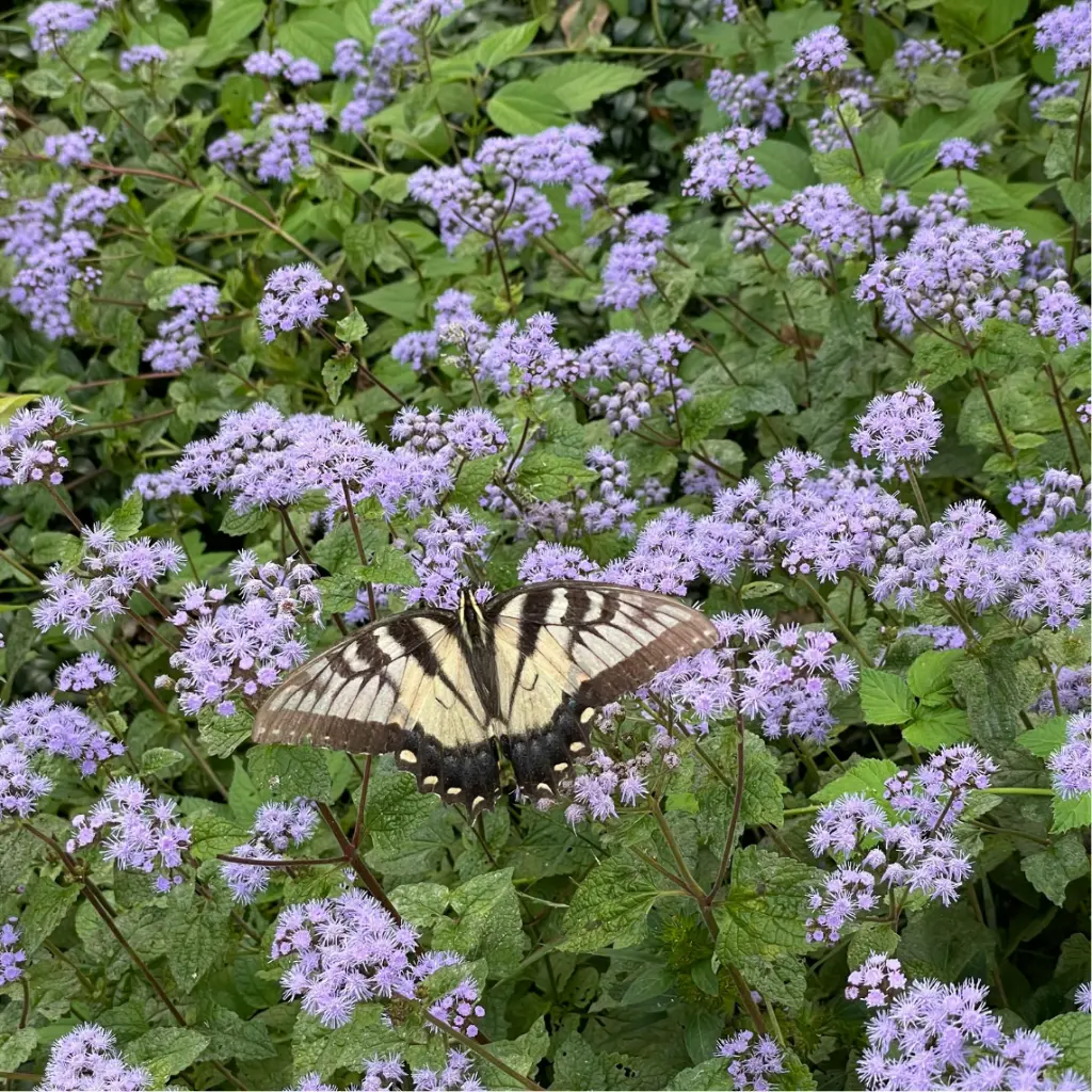 Zollinger Product Photos (7).webp