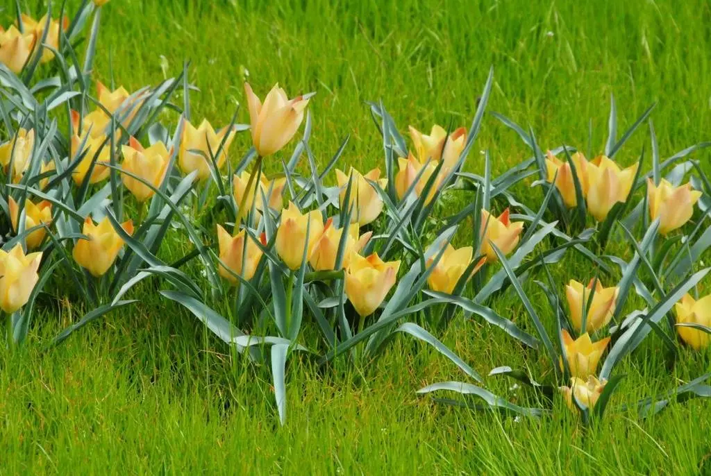 Tulipa batalinii Bronze Charm - BIO.webp
