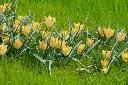 Tulipa batalinii Bronze Charm - BIO.webp
