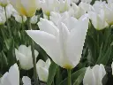 Purissima 11.JPG.webp