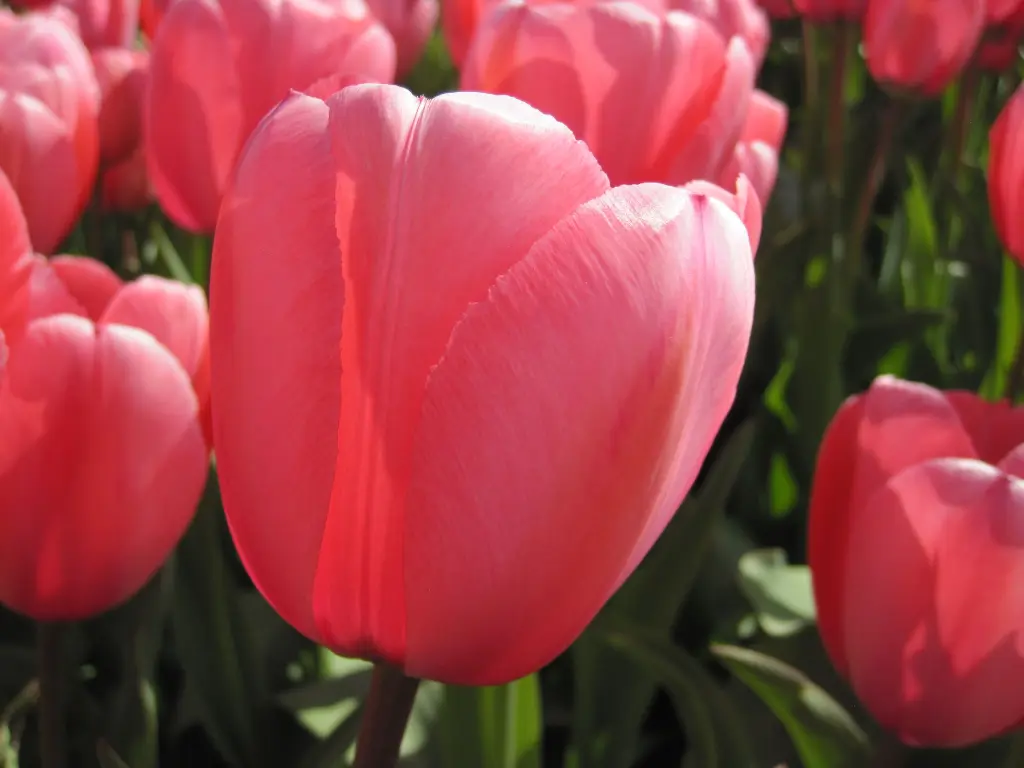 Pink Impression 4.JPG.webp