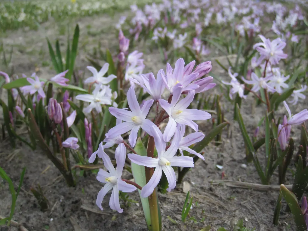 Chionodoxa Pink 16.JPG.webp