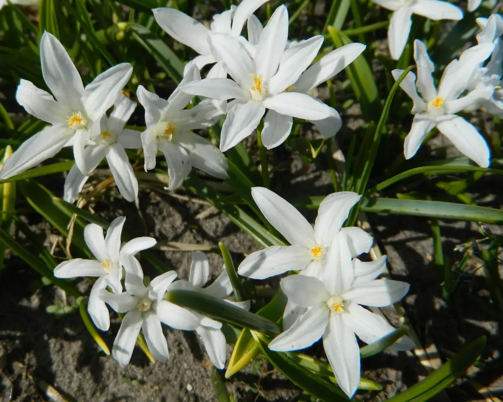 Chionodoxa Alba 5 (2).JPG.webp