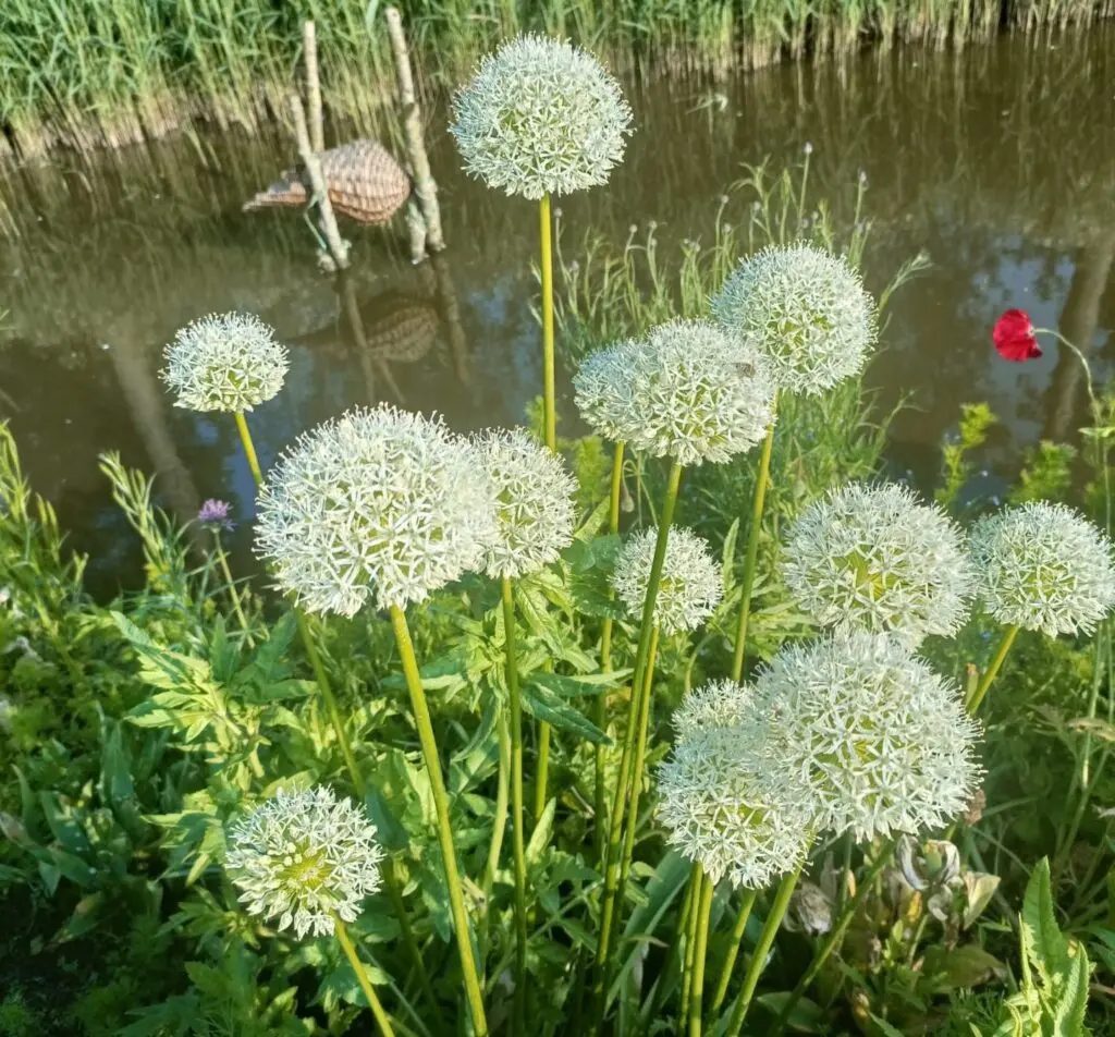 Allium-Mount-Everest-6b.webp