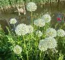Allium-Mount-Everest-6b.webp
