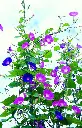 [AC-7380-00] Ipomée, Pink-blue (Portion).webp