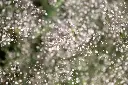 [AC-8530-00] Gypsophile Paniculée (Portion).webp