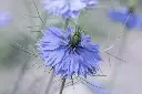 [AC-8000-00] Nigelle de Damas, Bleue (Portion).webp