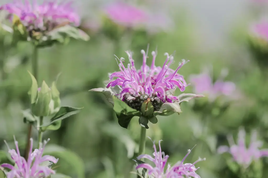 [AC-7835-00] Monarde Fistuleuse (Portion).webp