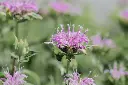 [AC-7835-00] Monarde Fistuleuse (Portion).webp