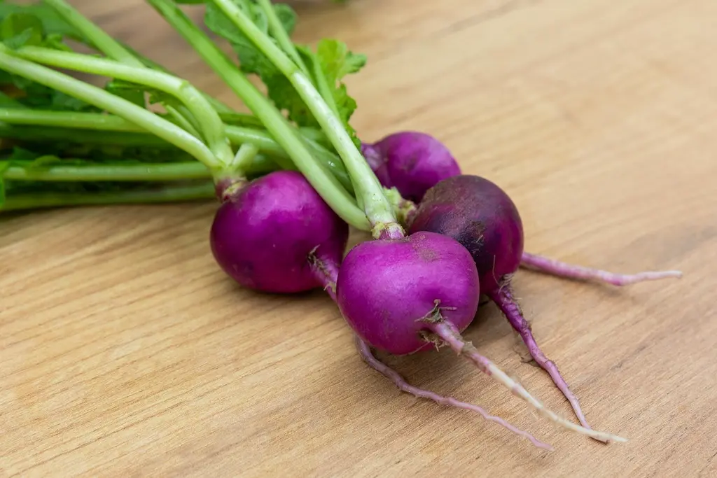 [AA-2726-00] Radis, Violet (Portion).webp