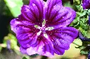 [AC-7760-00] Grande Mauve (Portion) (1).webp