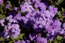 [AC-6080-00] Ageratum (Portion).webp
