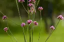 [AC-8670-00] Verveine de Buenos-aires (Portion).webp