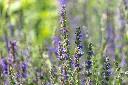 [AC-8790-00] Hysope, Nectar Bleu (Portion).webp