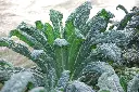 [AA-1122-00] Chou Kale, Noir de Toscane (Portion).webp