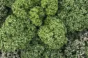 [AA-1120-00] Chou Kale, Langue d'Alouette (Portion) (1).webp