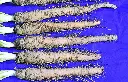 [AA-3290-00] Salsifis (Portion).webp