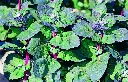 [AA-2280-00] Arroche des Jardins, Feuilles Rouges (Portion).webp