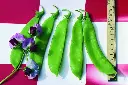 [AA-0321-00] Pois Mangetout, Géant Suisse (Portion) (1).webp