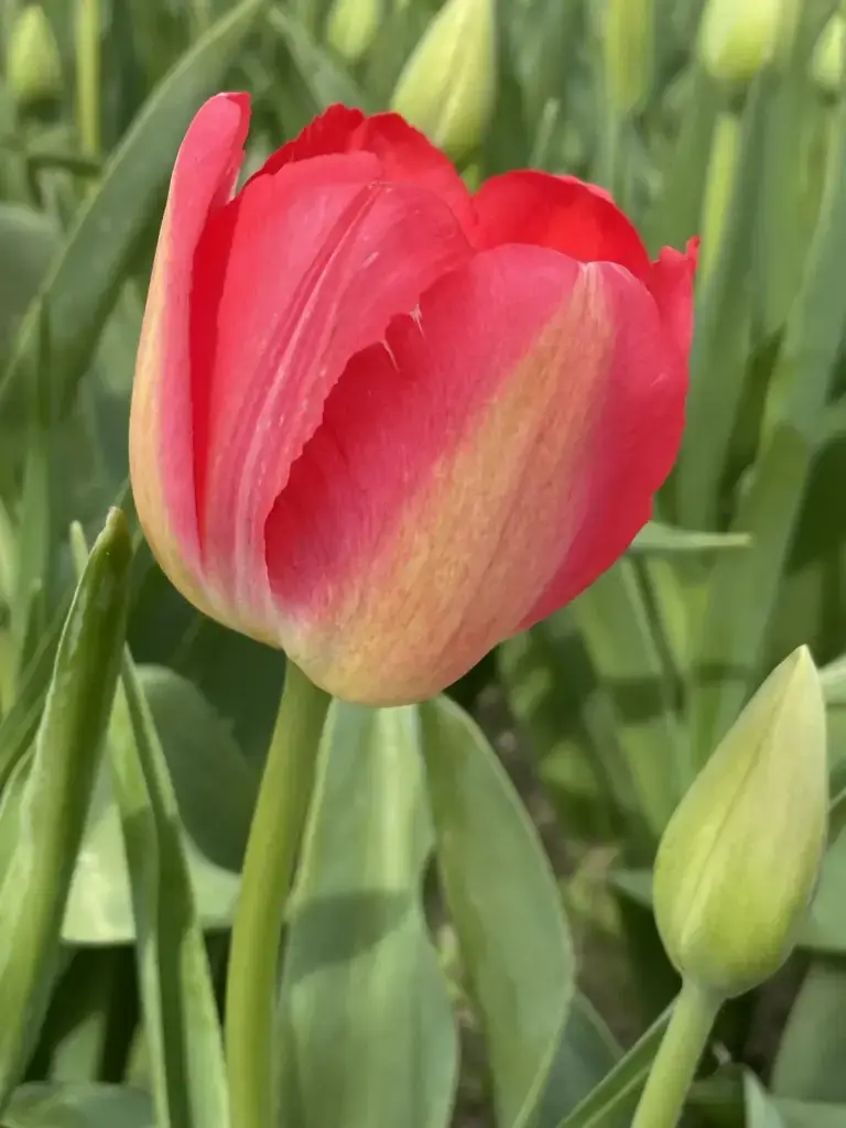 [BU-23909] Tulipe 'Judith Leyster'.webp
