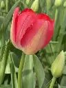[BU-23909] Tulipe 'Judith Leyster'.webp