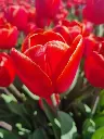 [BU-23910] Tulipe 'Verandi'.webp