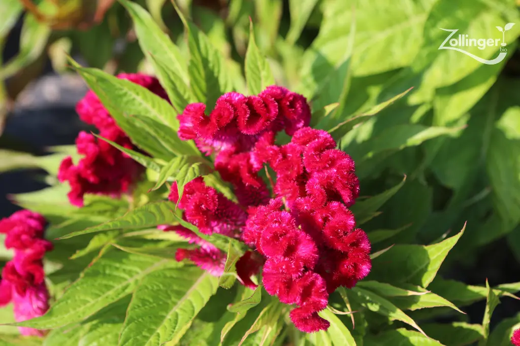 [AC-6380-00] Célosie, Corail rose.webp