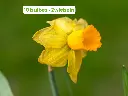 [BU-23870] Narcisse 'Jetfire' unités.webp