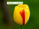 [BU-23851] Tulipe 'Novi Sun' unités.webp