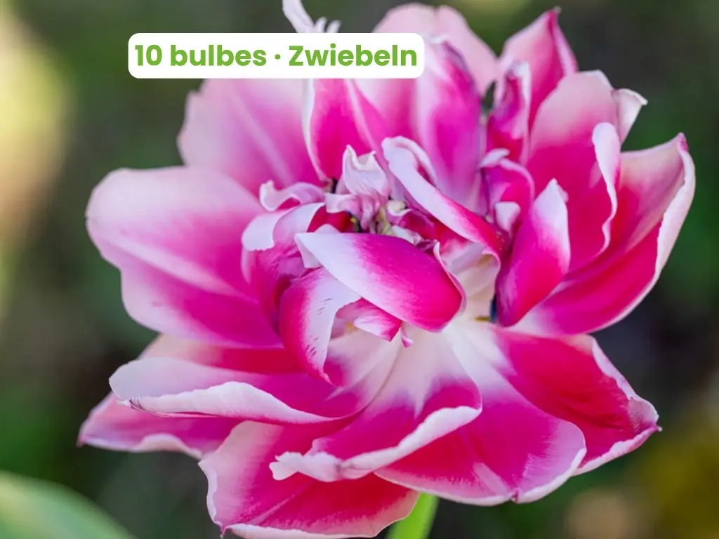 Tulipano 'Columbus'