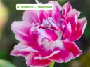 Tulpe 'Columbus'