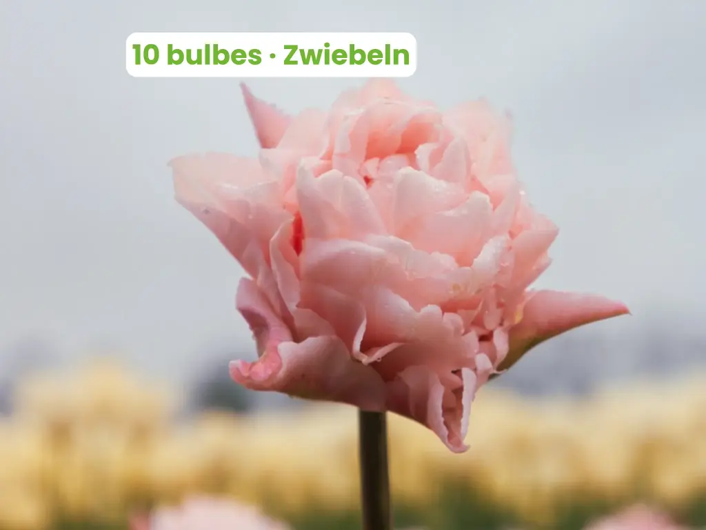 Tulip 'Dreamer'