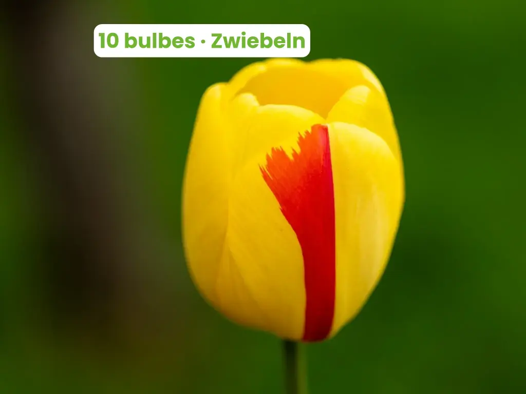 Tulipe 'Novi Sun'