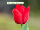 Tulipe 'Strong Love'
